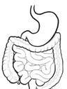 Better Digestion